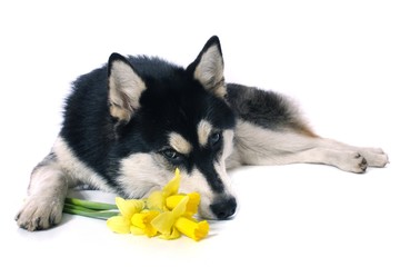 träumender Hund Husky & Narzissen
