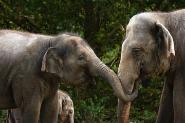 Two female asian elephants having fun