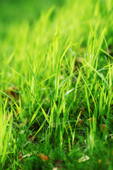 green grass