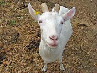 Obraz premium nose of a white goat in a pen
