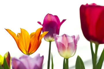 Tulpen 5