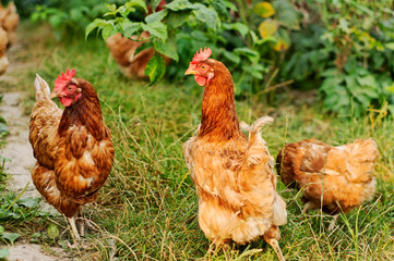 brown hens