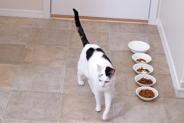 Kitty After Eating