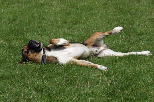 Sich w&auml;lzender Hund auf einer Wiese