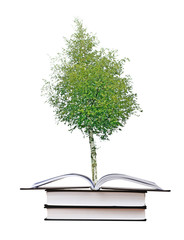 Birch tree growing from book