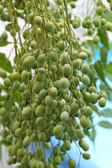 azadirachta indica, margousier, neem, lilas des indes