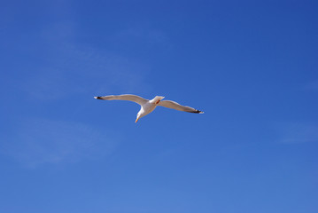 White seagull flying in the blue sky
