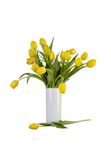 Tulips in vase, one separate