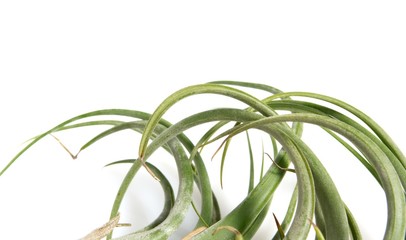 Tillandsias: 