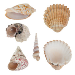 Sea shells