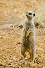 Meerkat
