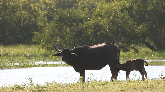 Wild buffalo