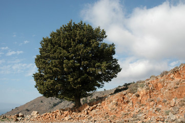 Baum an der Imbrosschlucht, Kreta