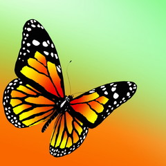 butterfly  on color background. 3d render