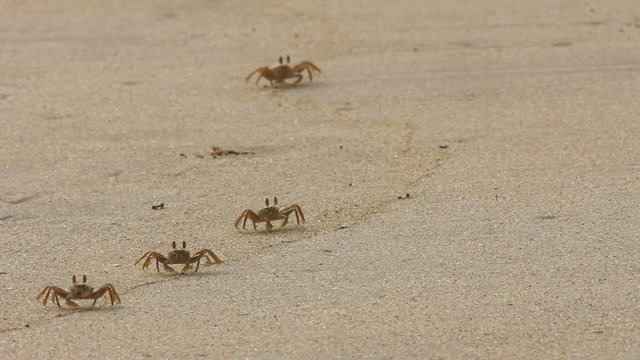 crab at sand