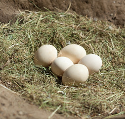 bird eggs in the nest
