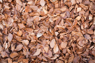 Autumn leaves.