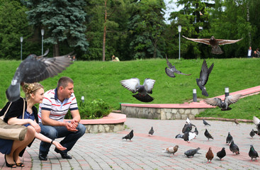 The pigeons