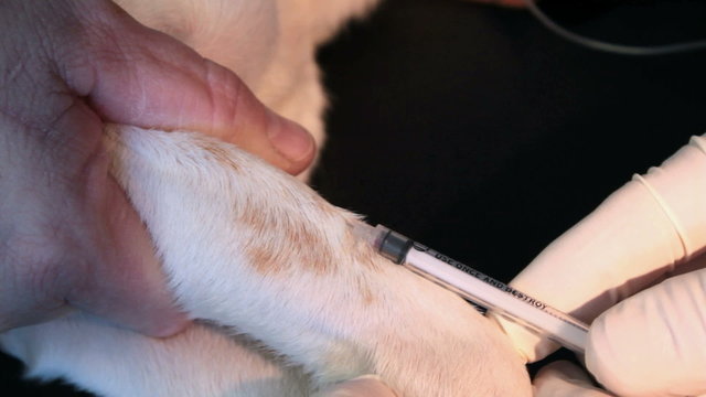 Getting a Blood Sample From a Dog