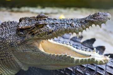 Krokodil