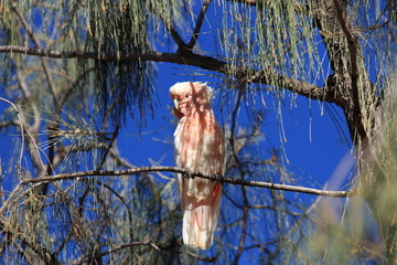 Rosa Kakadu 2233