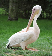Pelican sitting on the grass