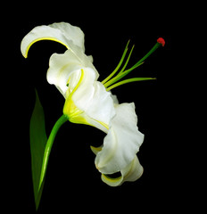 Obrazy na Szkle  Biała lilia