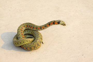 Fototapeta premium snake