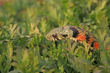 snake