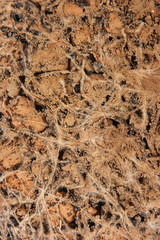 Wheat roots in the ground, macro