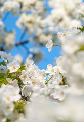 Cherry Blossom