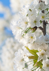 Cherry Blossom