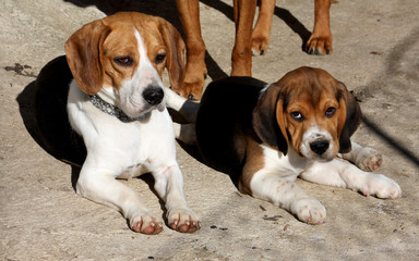 Due Beagle
