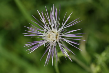 Kleinkoepfige Distel,Gran Canaria