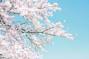 Fototapeten Kirschblüten © siro46
