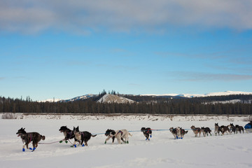 Team of sleigh dogs pulling