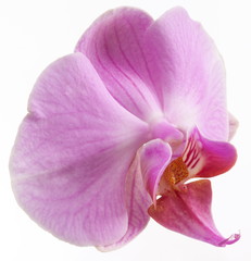 Naklejka na ściany i meble Photo of orchid flower. Isolated on a white background.