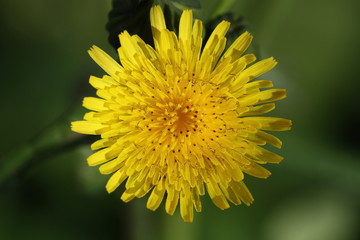 Korbbluetler hedypnois rhagadioloides,Gran Canaria