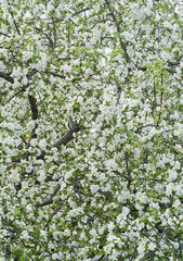 Blossoming spring apple-tree