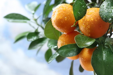 Ripe tangerines on a tree branch. Blue sky on the background.