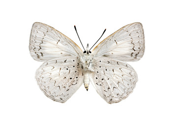 Plakat Butterfly underside, Common Pencil Blue, Candalides absimilis