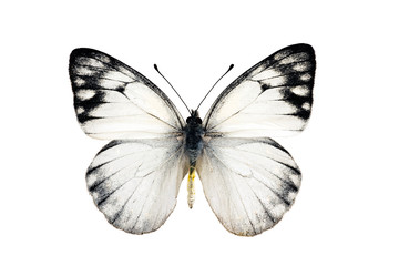 Naklejka na ściany i meble Butterfly, Yellow Spotted Jezebel, Delias nysa, male, wingspan 4