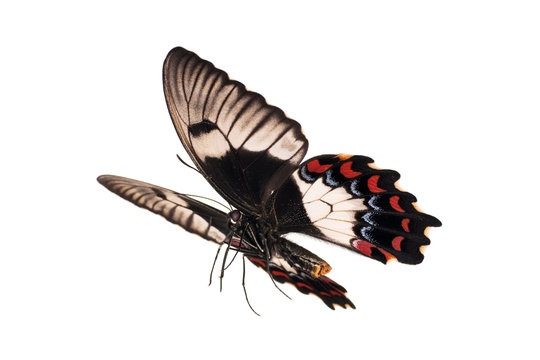 Butterfly in flight, Orchard Swallowtail, Papilio Aegeus, female