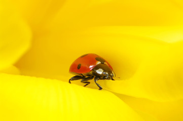 ladybug on a flower