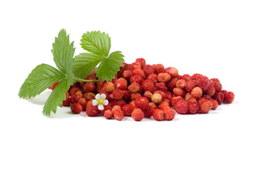 Wild strawberries