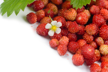 Wild strawberries