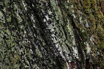 Obraz premium 苔蒸した樹皮