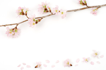 Obraz na płótnie Canvas Flower of Weng Sakura Book