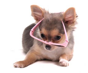 Clever Looking Chihuahua Puppy with Pink Glasses on The Floor