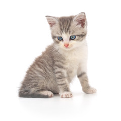 Kitten on a white background